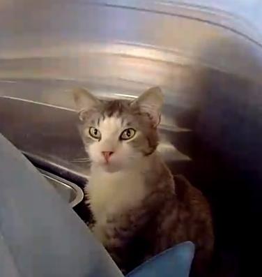 Enlarge Frost, a Adoptable Domestic Medium Hair in Ruskin, FL image 1/1