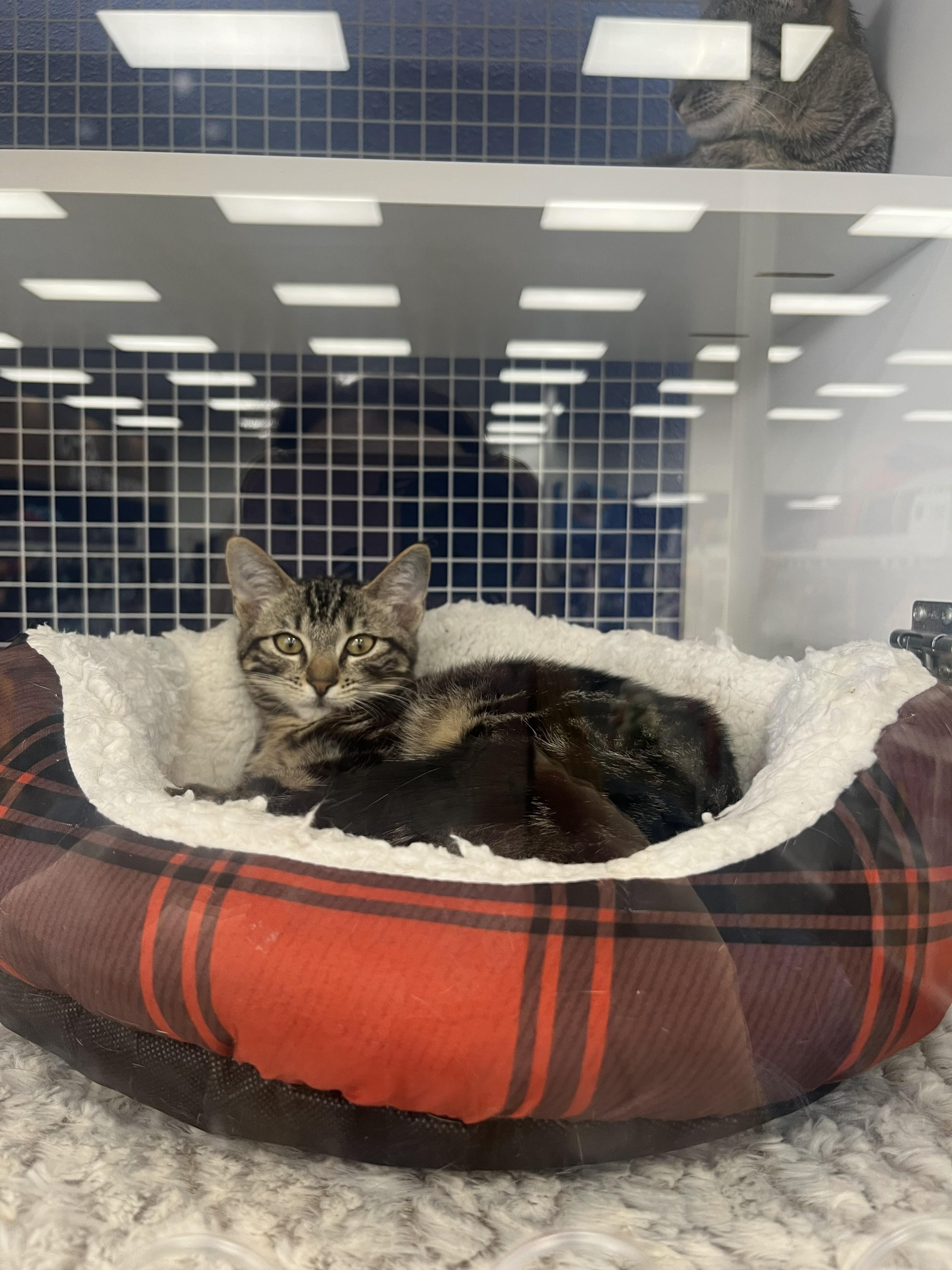 Enlarge Koda Bear, a ADOPTABLE Tabby in Monrovia , CA image 1/4