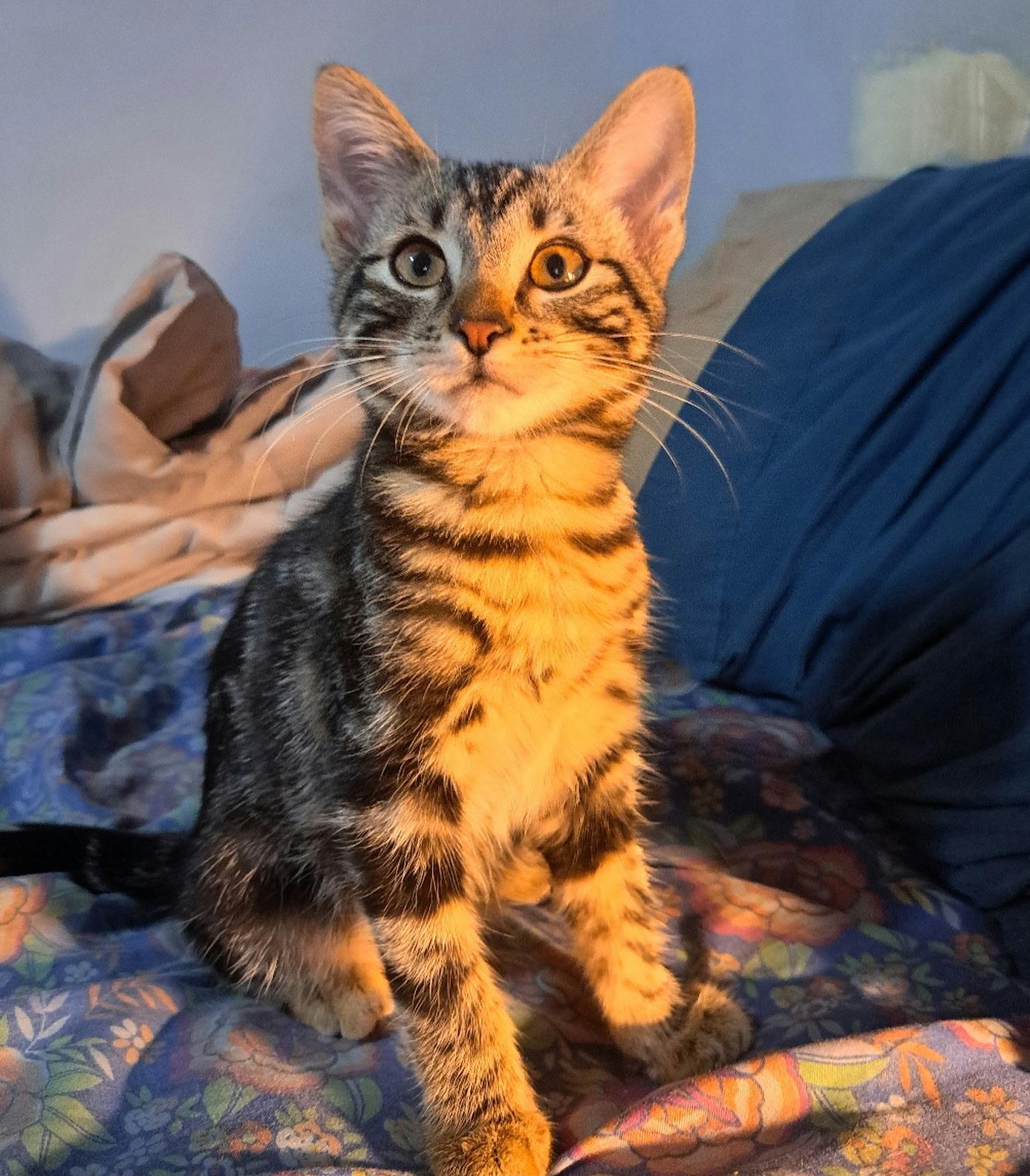 Enlarge Koda Bear, a ADOPTABLE Tabby in Monrovia , CA image 4/4