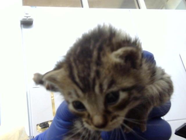 Enlarge GREECE, a Adoptable Domestic Medium Hair in Dallas, TX image 1/1