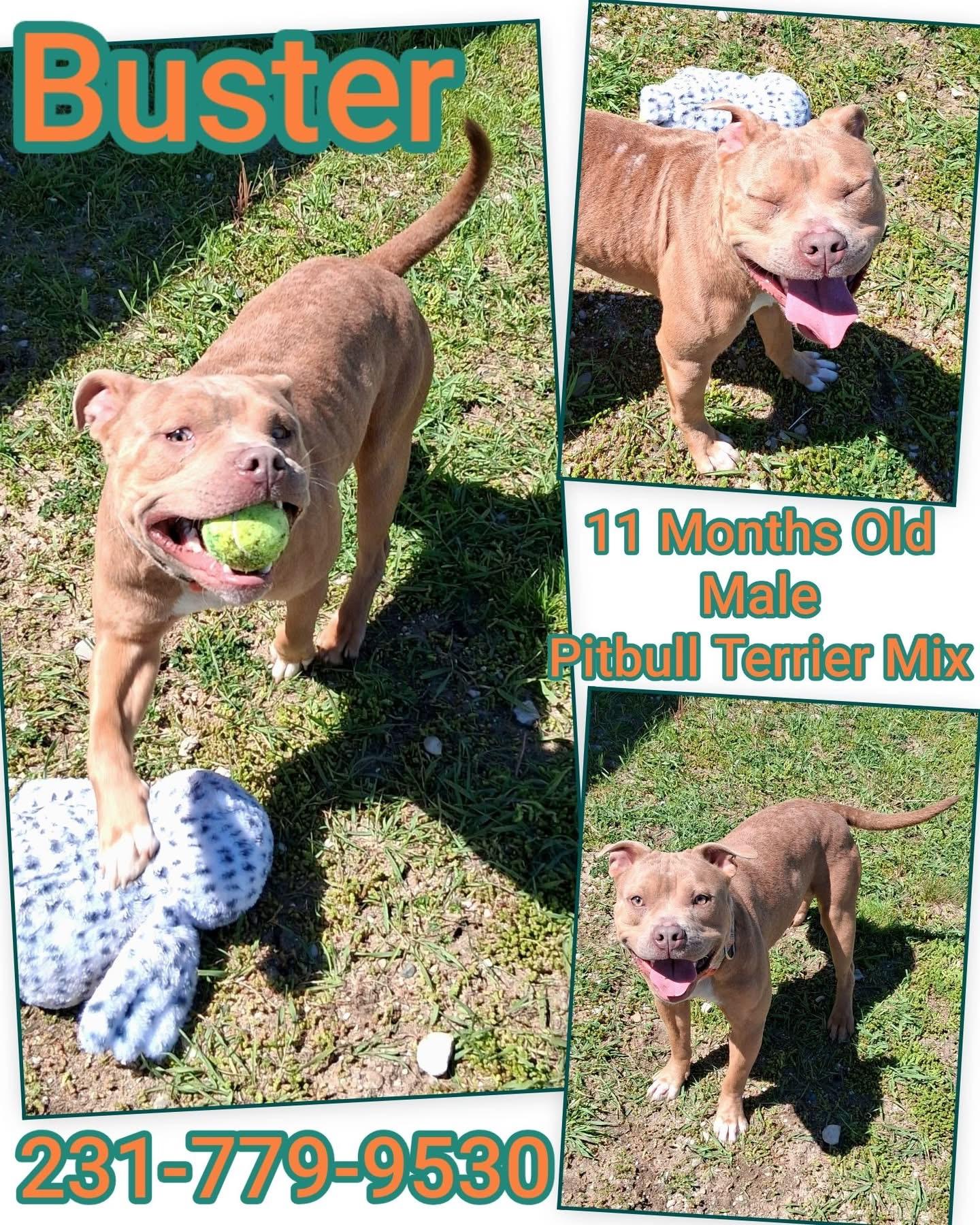 Enlarge BUSTER, a ADOPTABLE mixed breed in Cadillac, MI image 1/1