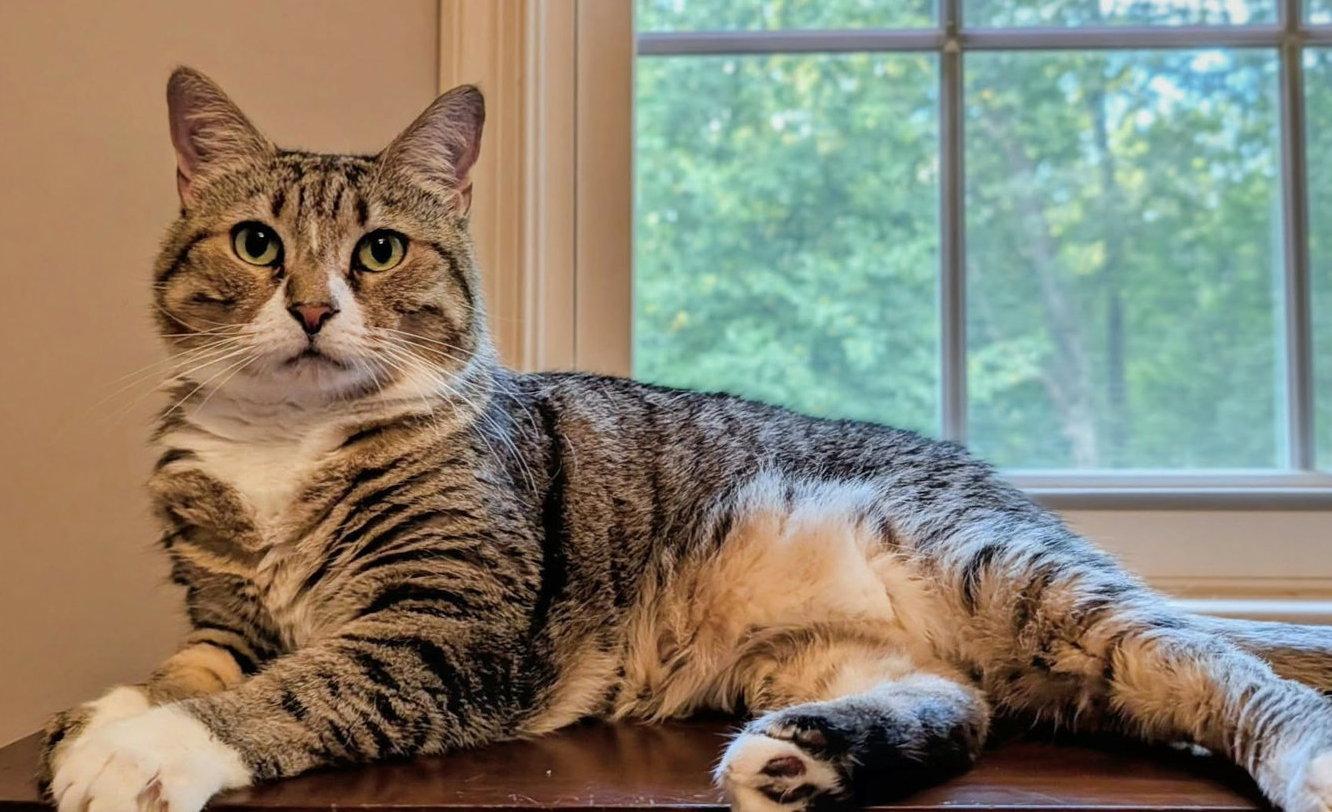Enlarge Mabel, a Adoptable mixed breed in Rockville, MD image 1/3