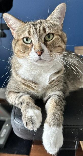 Enlarge Mabel, a Adoptable mixed breed in Rockville, MD image 2/3