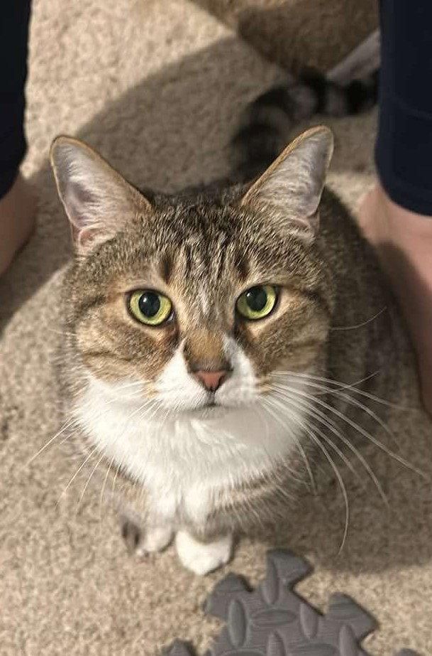 Enlarge Mabel, a Adoptable mixed breed in Rockville, MD image 2/3