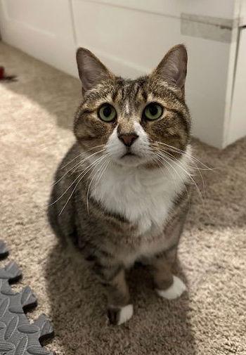 Enlarge Mabel, a Adoptable mixed breed in Rockville, MD image 3/3