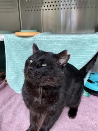 Bagera, Adoptable, Young Male Domestic Short Hair & Domestic Short Hair.