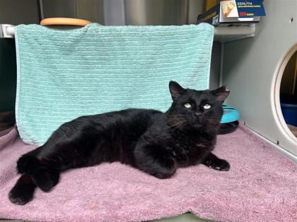 Enlarge Bagera, a Adoptable mixed breed in Montreal, QC image 2/3