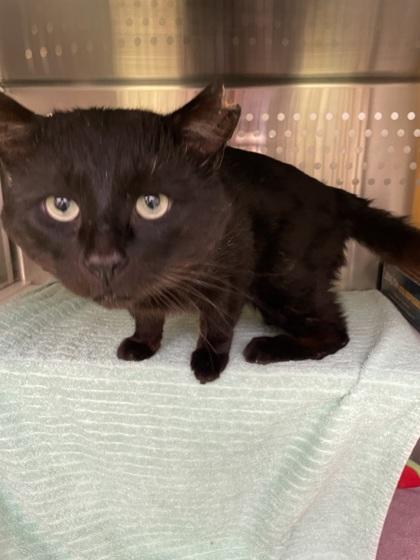 Enlarge Bagera, a Adoptable mixed breed in Montreal, QC image 3/3