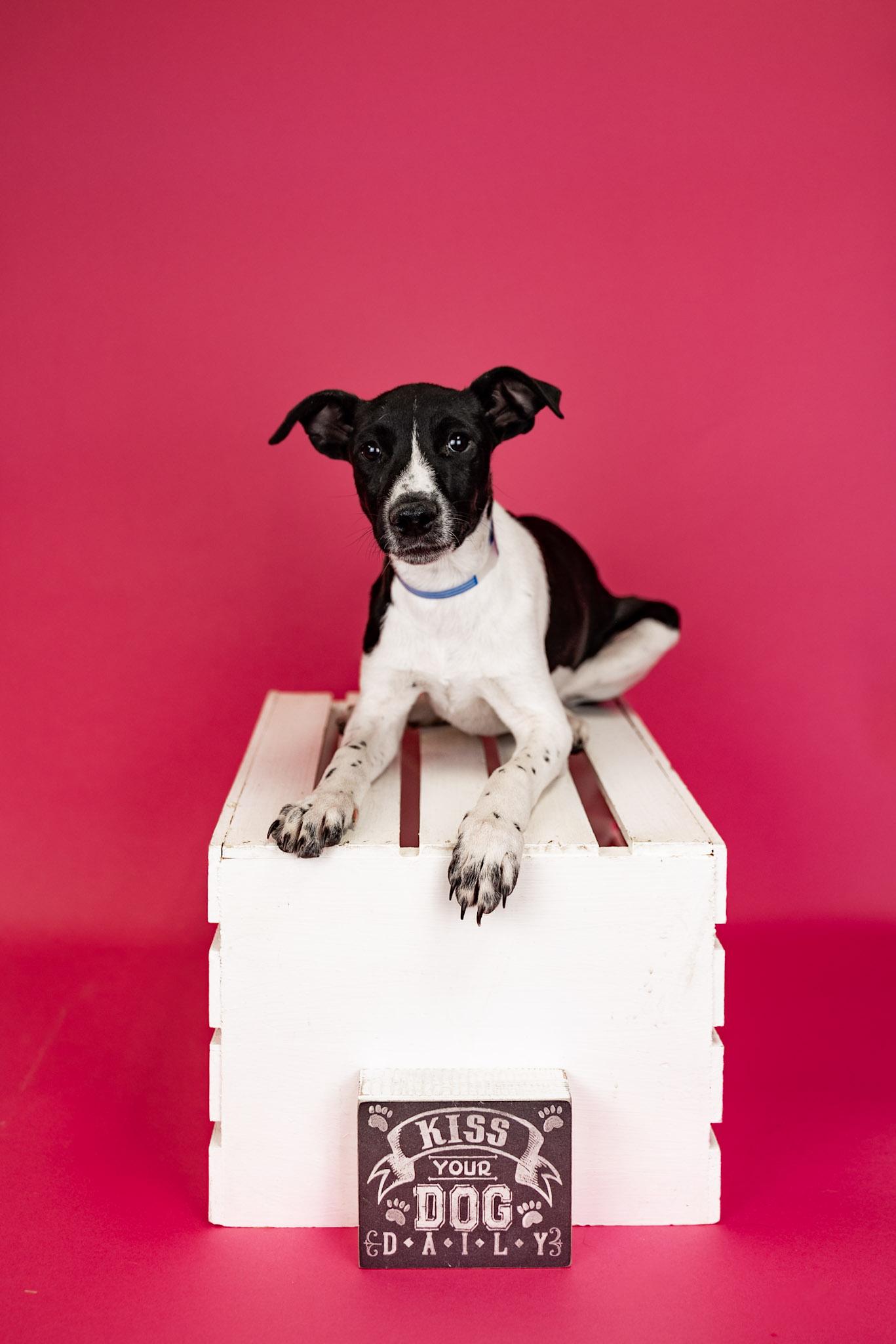 Enlarge 277-26, a ADOPTABLE mixed breed in Brighton, CO image 1/1