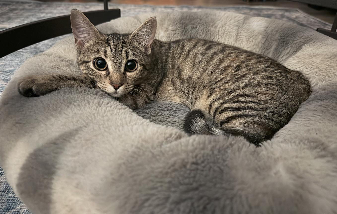 Angeline, ADOPTABLE, Kitten Female Domestic Short Hair.