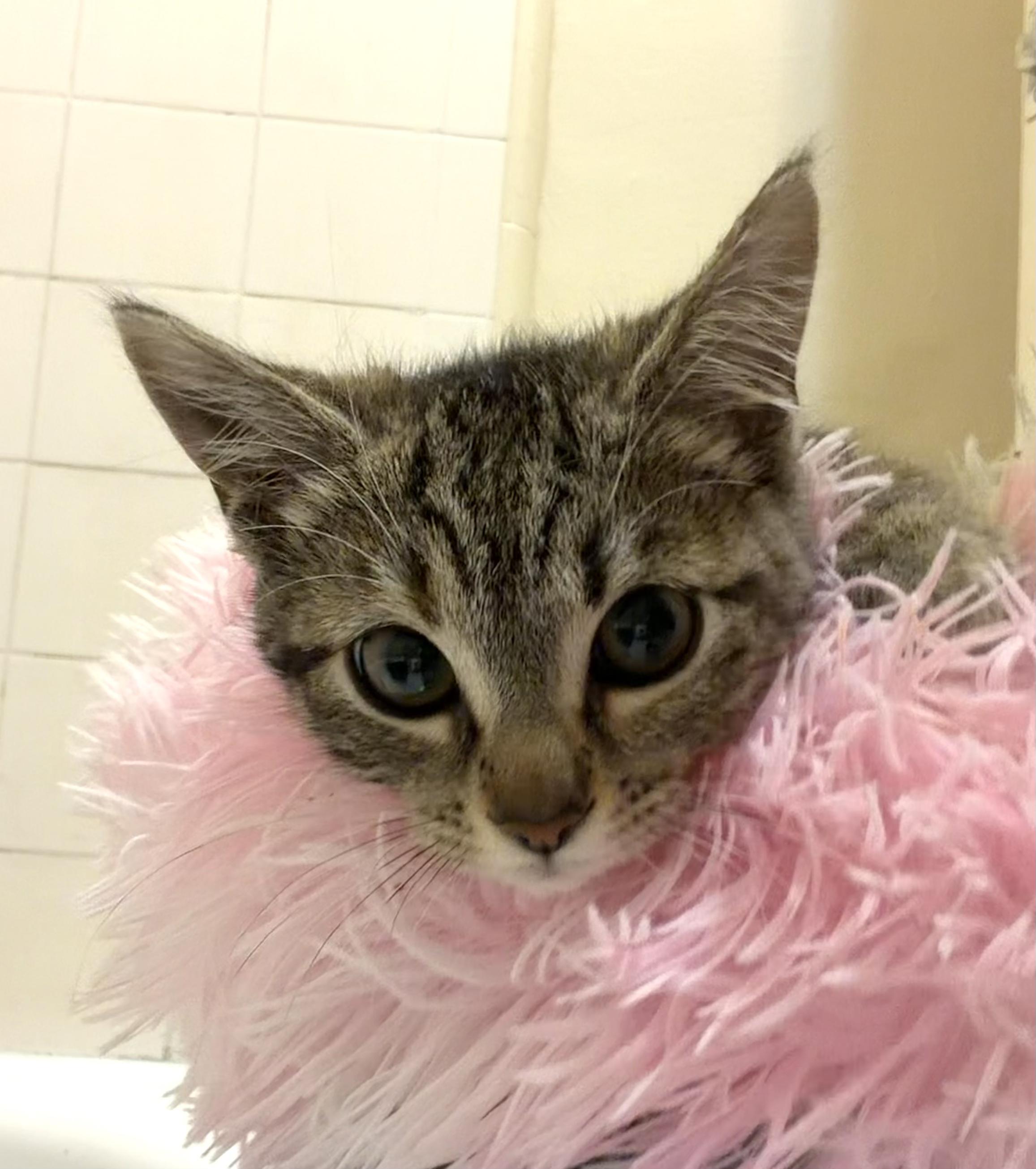 Angeline, a ADOPTABLE Domestic Short Hair in El Monte, CA image 3/4