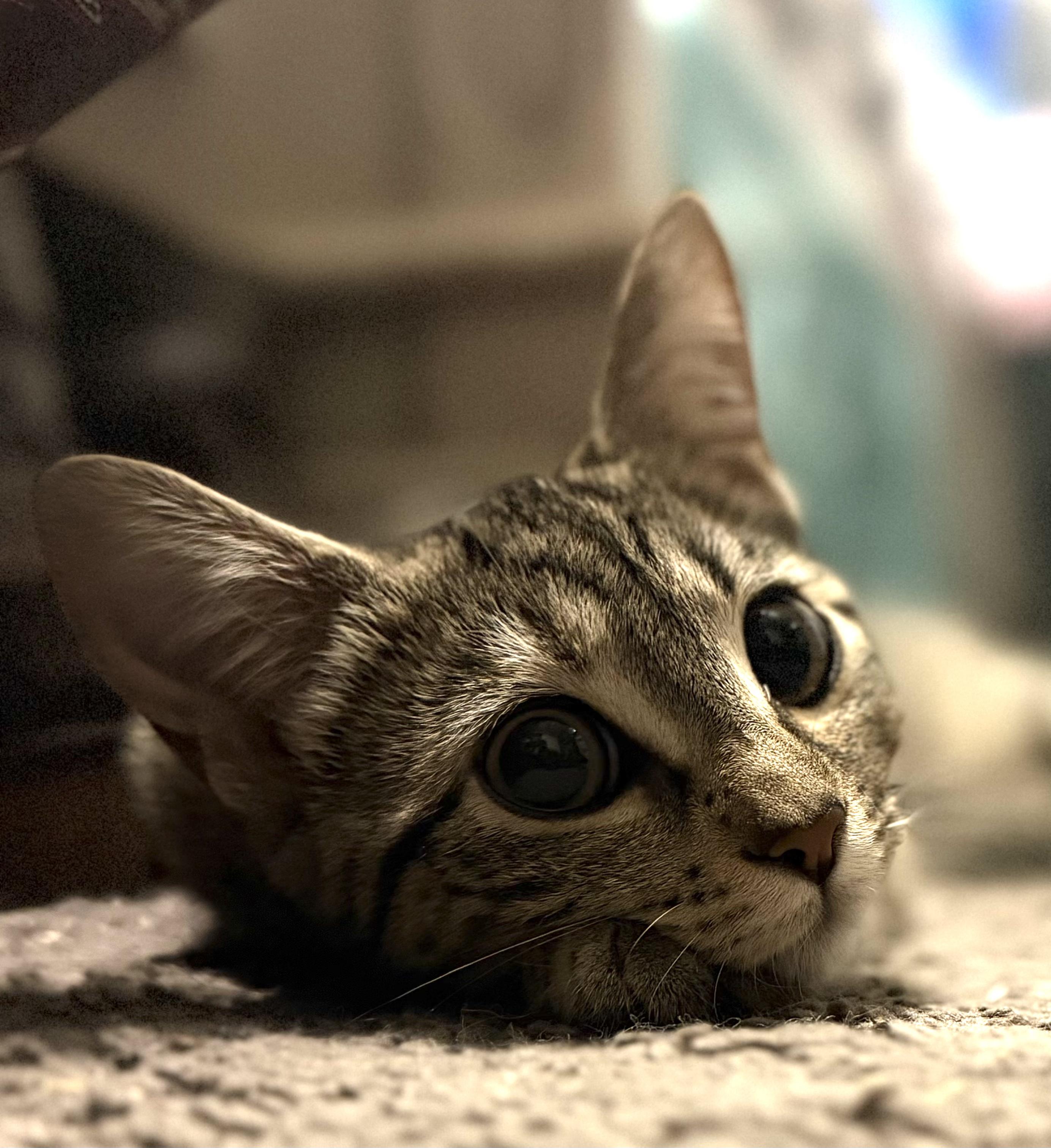 Angeline, a ADOPTABLE Domestic Short Hair in El Monte, CA image 2/4