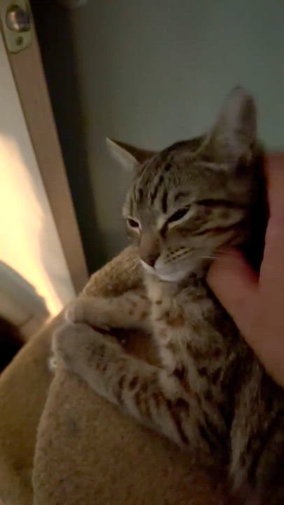 Enlarge Angeline, a ADOPTABLE Domestic Short Hair in El Monte, CA video 4/4
