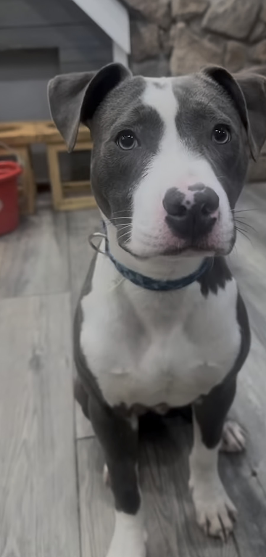 Blue, a Adopted mixed breed in Staten island, NY image 1/3