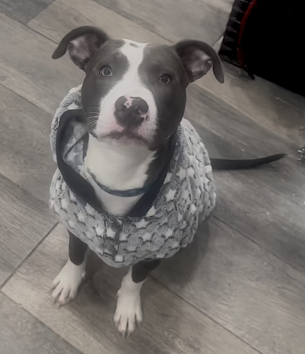 Blue, a Adopted mixed breed in Staten island, NY image 2/3