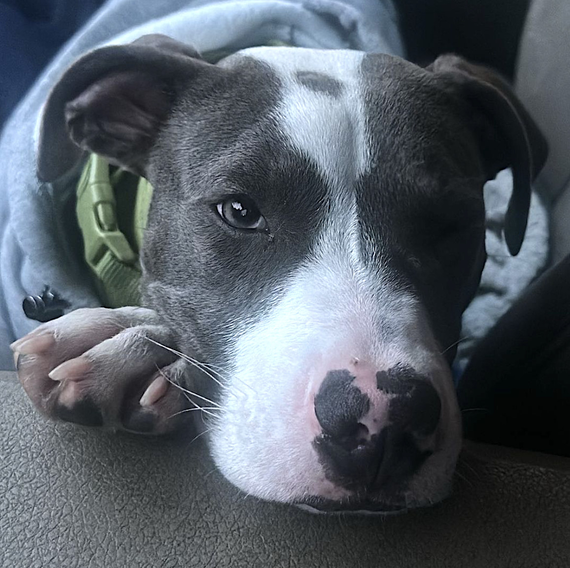 Blue, a Adopted mixed breed in Staten island, NY image 3/3