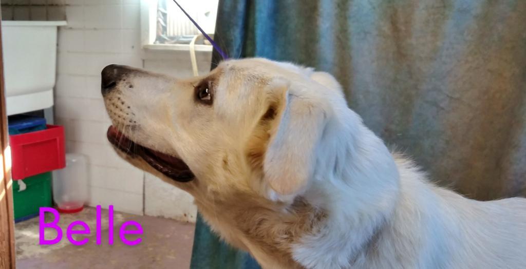 Enlarge Belle, a Adopted mixed breed in Mena, AR image 1/4