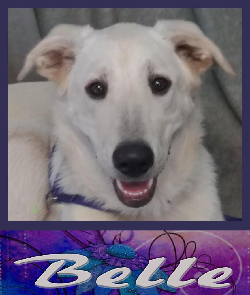 Enlarge Belle, a Adopted mixed breed in Mena, AR image 2/4