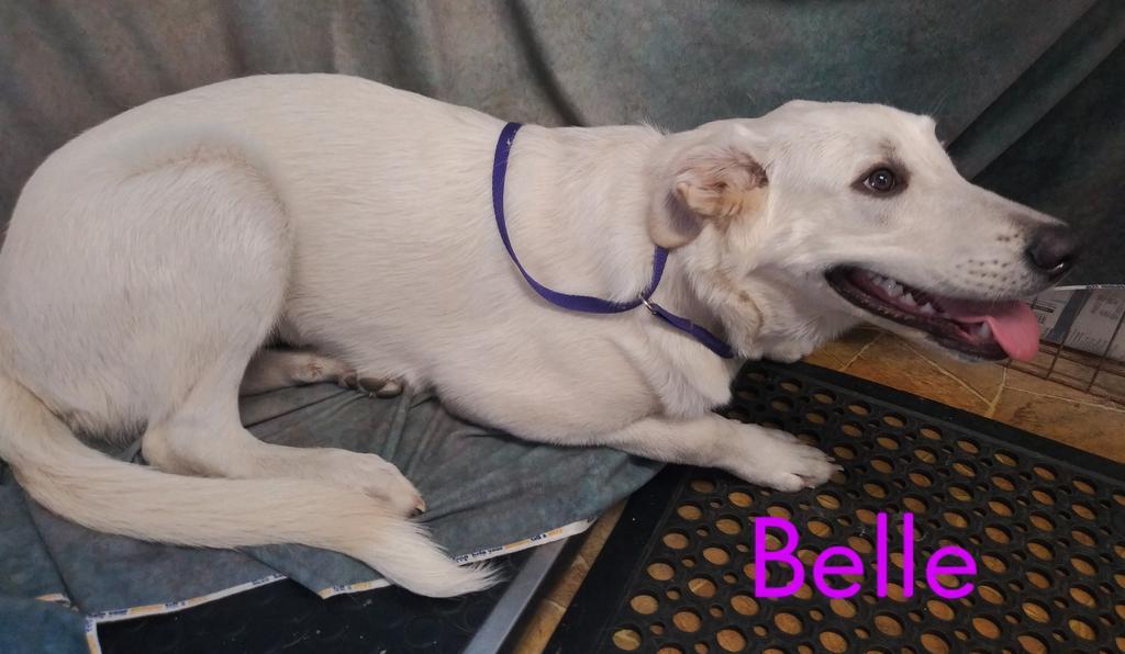 Enlarge Belle, a Adopted mixed breed in Mena, AR image 3/4