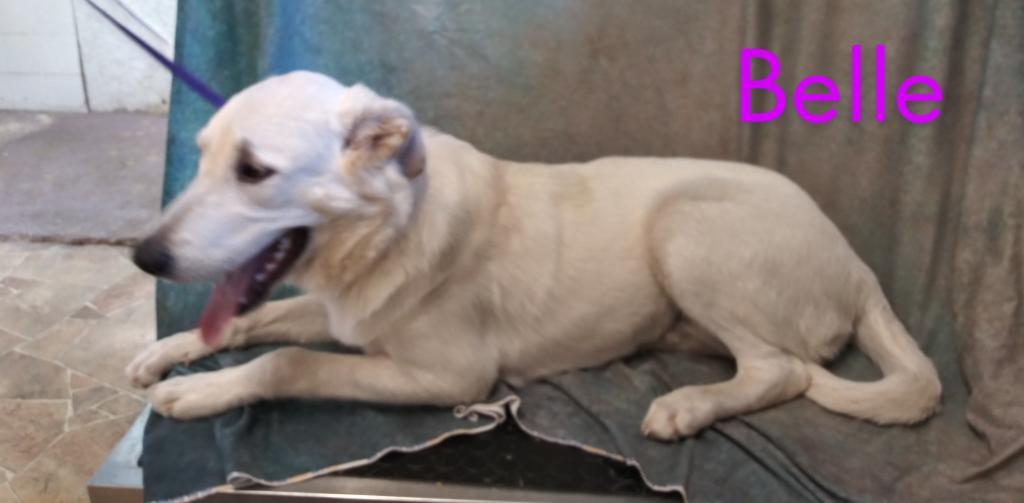 Enlarge Belle, a Adopted mixed breed in Mena, AR image 4/4