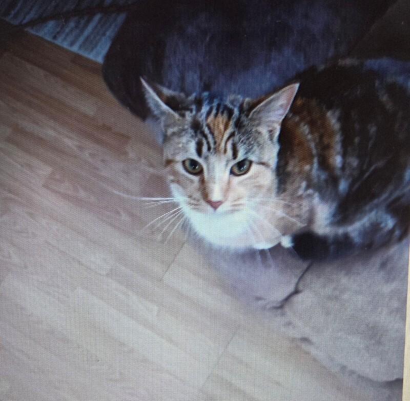 Enlarge Sheba, a Adoptable Calico in MOUNT AIRY, NC image 1/1