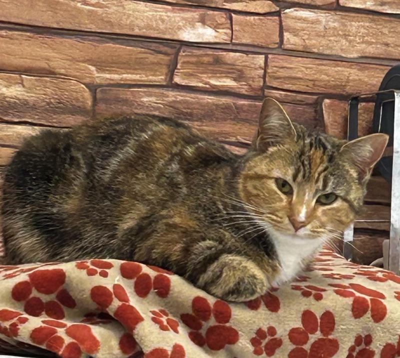 Enlarge Sheba, a Adoptable Calico in MOUNT AIRY, NC image 2/2