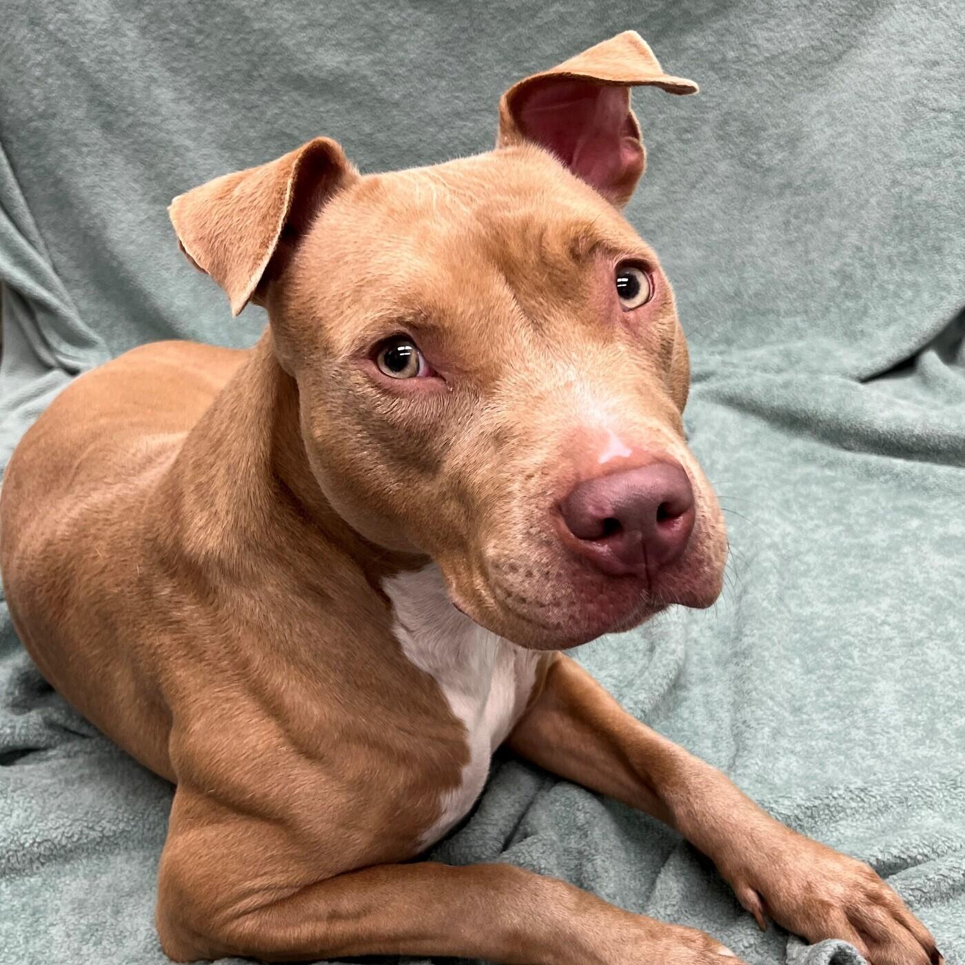 Turkey, ADOPTABLE, Young Female Mixed Breed.
