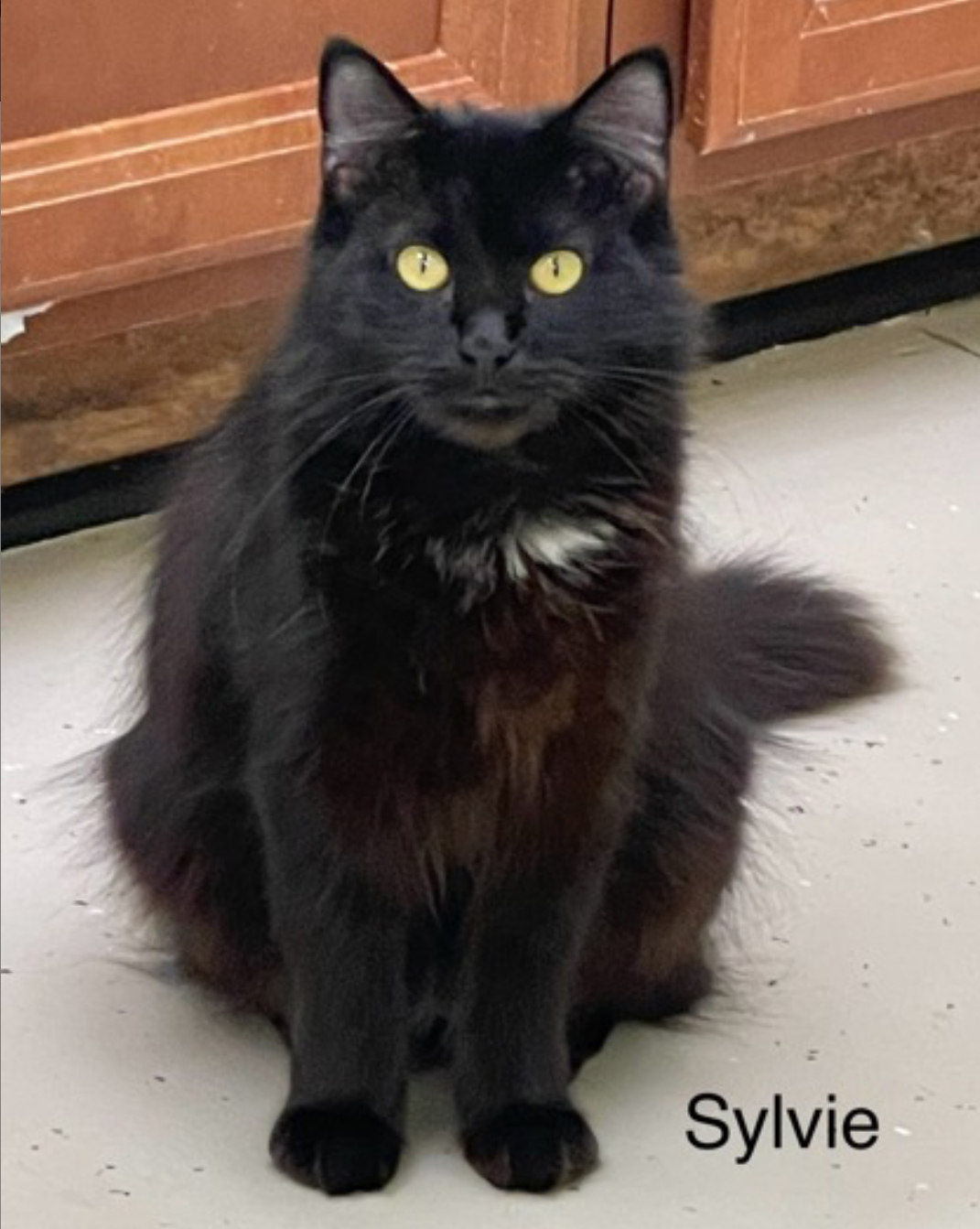 Enlarge Sylvie, a Adoptable Domestic Medium Hair in Pawleys Island, SC image 1/1