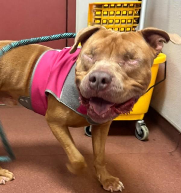 Praline, a Adoptable mixed breed in Dublin, CA image 1/2