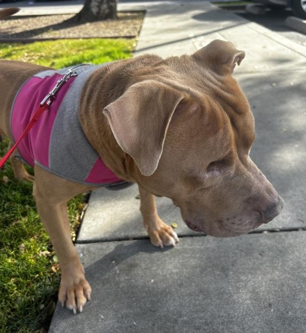 Praline, a Adoptable mixed breed in Dublin, CA image 2/2