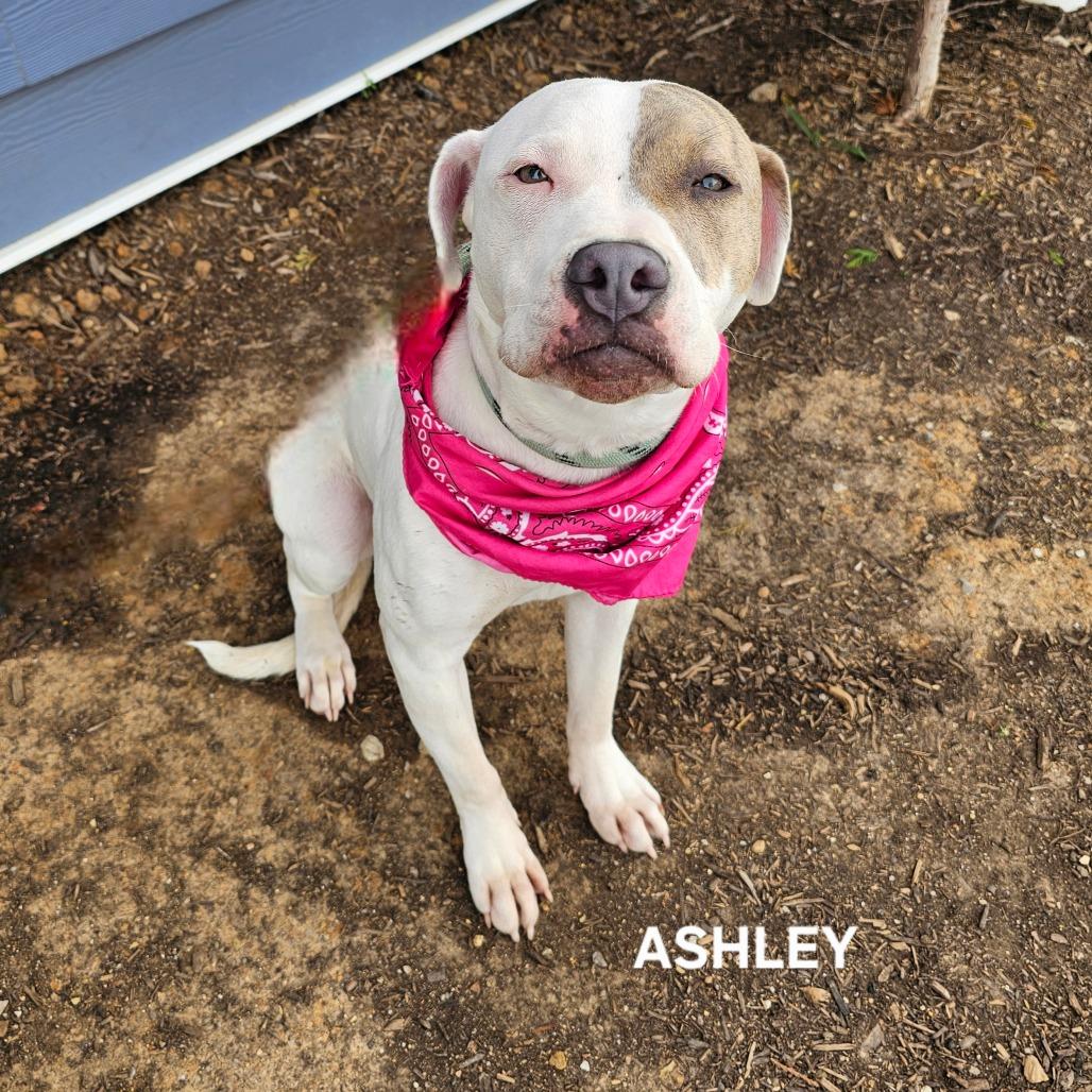 Ashley, Adoptable, Young Female Mixed Breed & Mixed Breed.