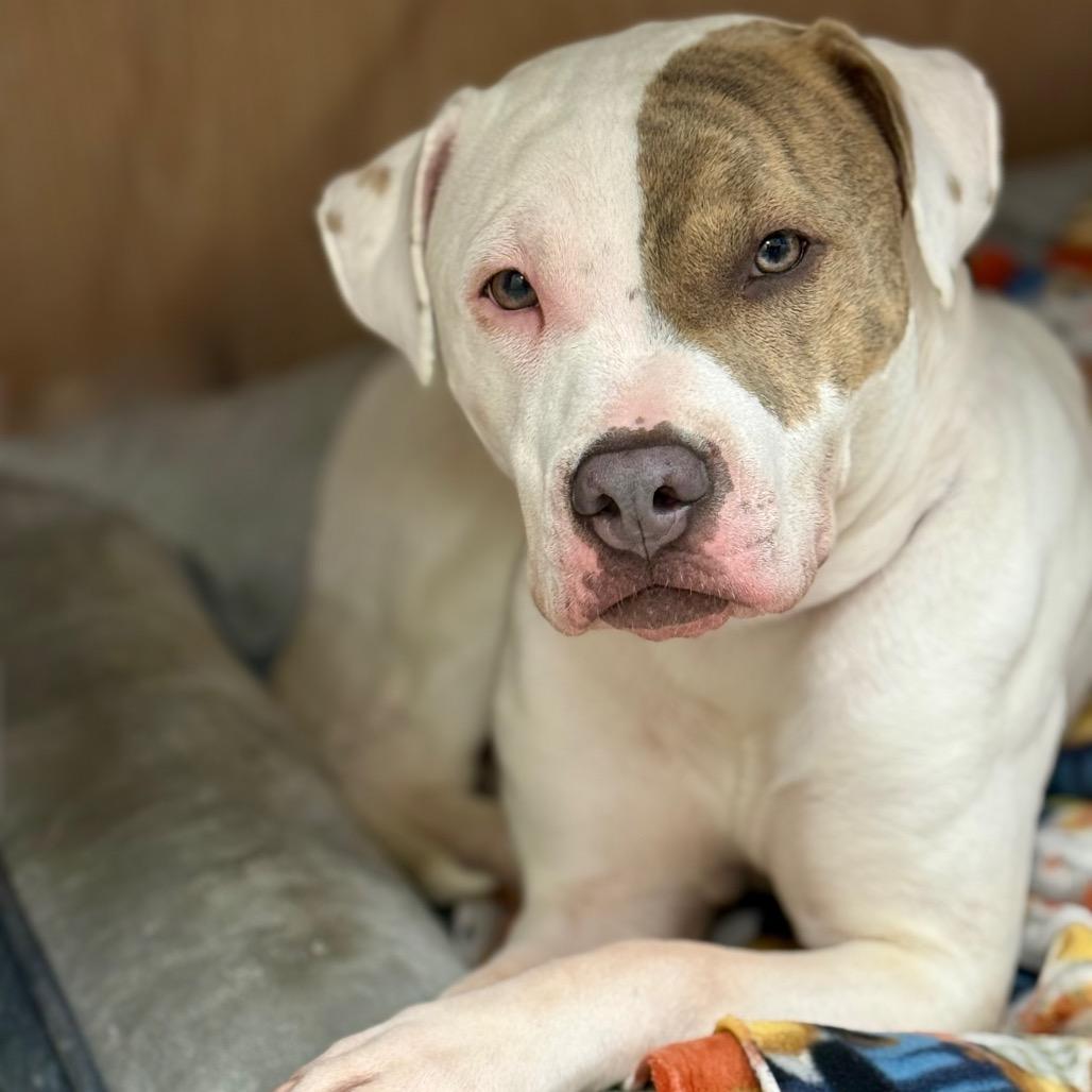 Ashley, a Adoptable mixed breed in Madisonville, TN image 3/6