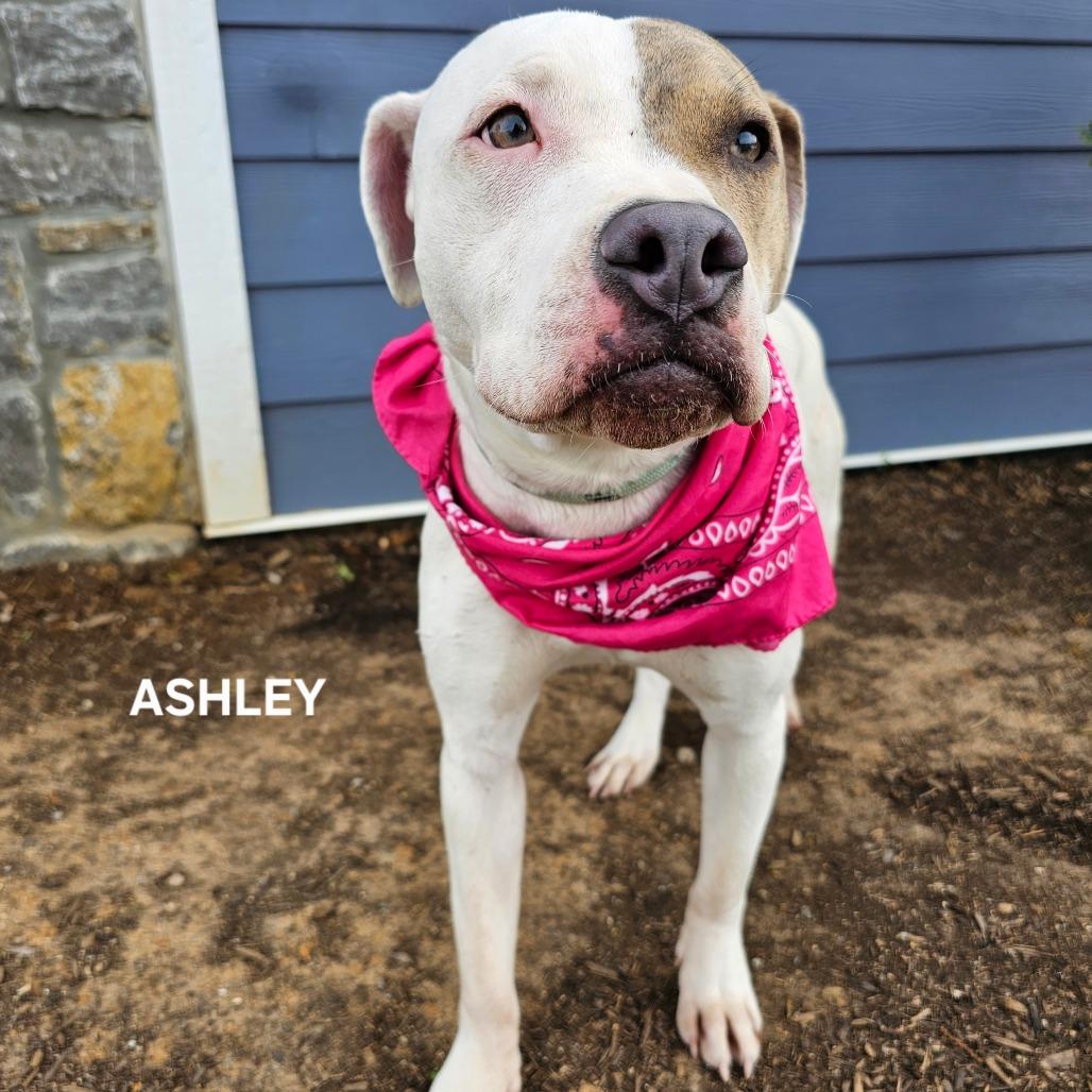 Ashley, a Adoptable mixed breed in Madisonville, TN image 5/6