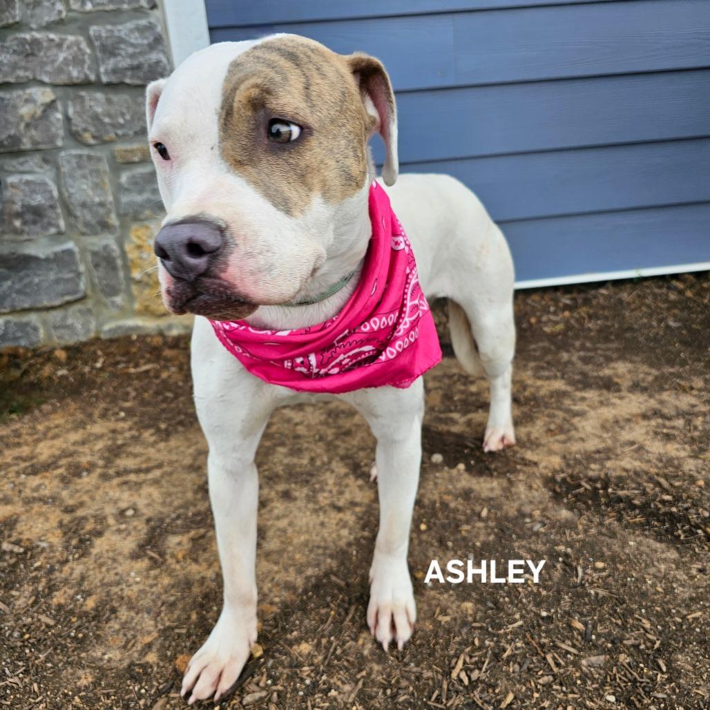 Ashley, a Adoptable mixed breed in Madisonville, TN image 6/6
