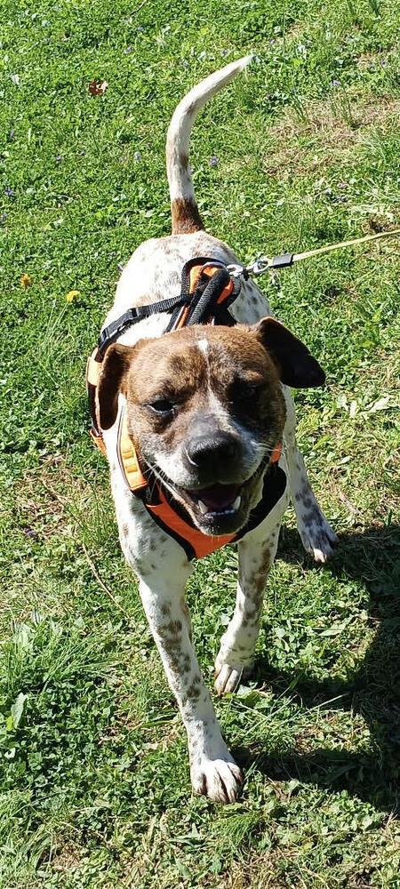 Buddy, Adoptable, Young Male Boxer & Pointer.