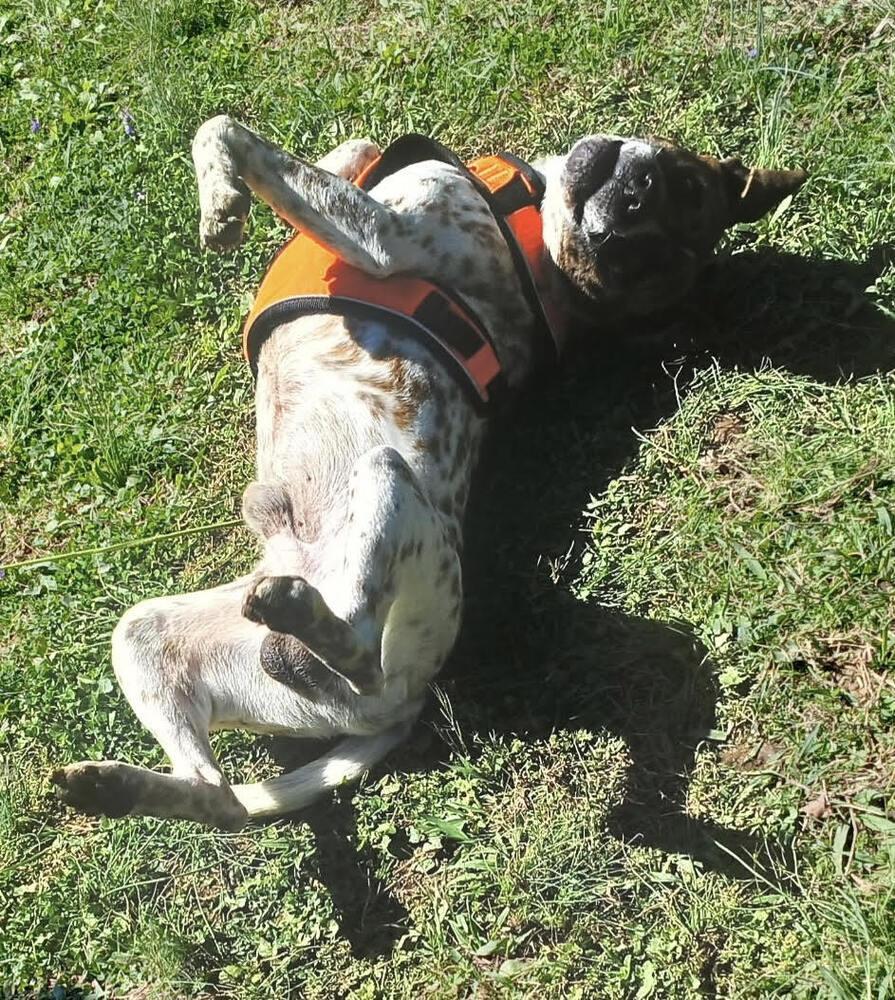 Enlarge Buddy, a Adoptable mixed breed in Chattanooga, TN image 2/3