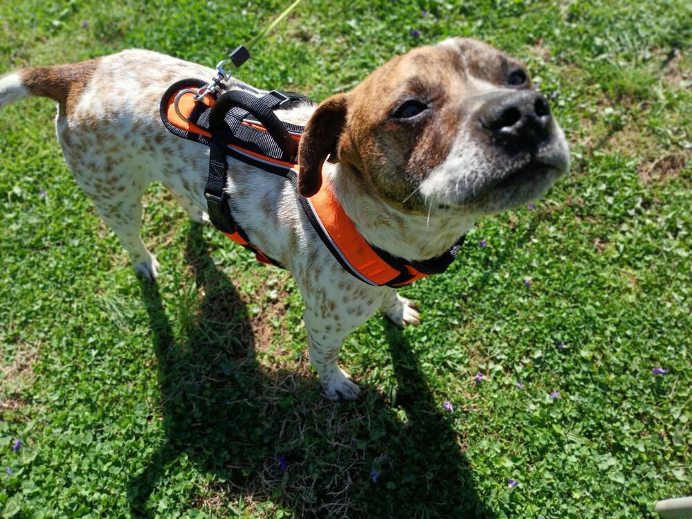 Enlarge Buddy, a Adoptable mixed breed in Chattanooga, TN image 3/3