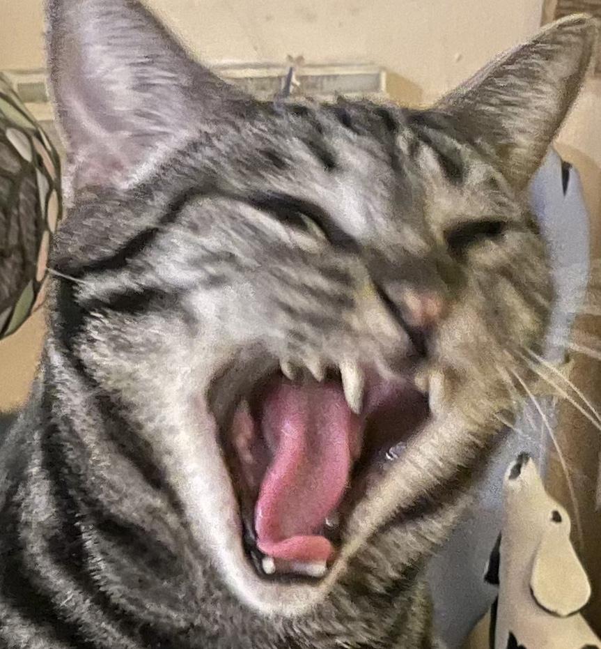 Sandy, Adoptable, Adult Female Domestic Short Hair.