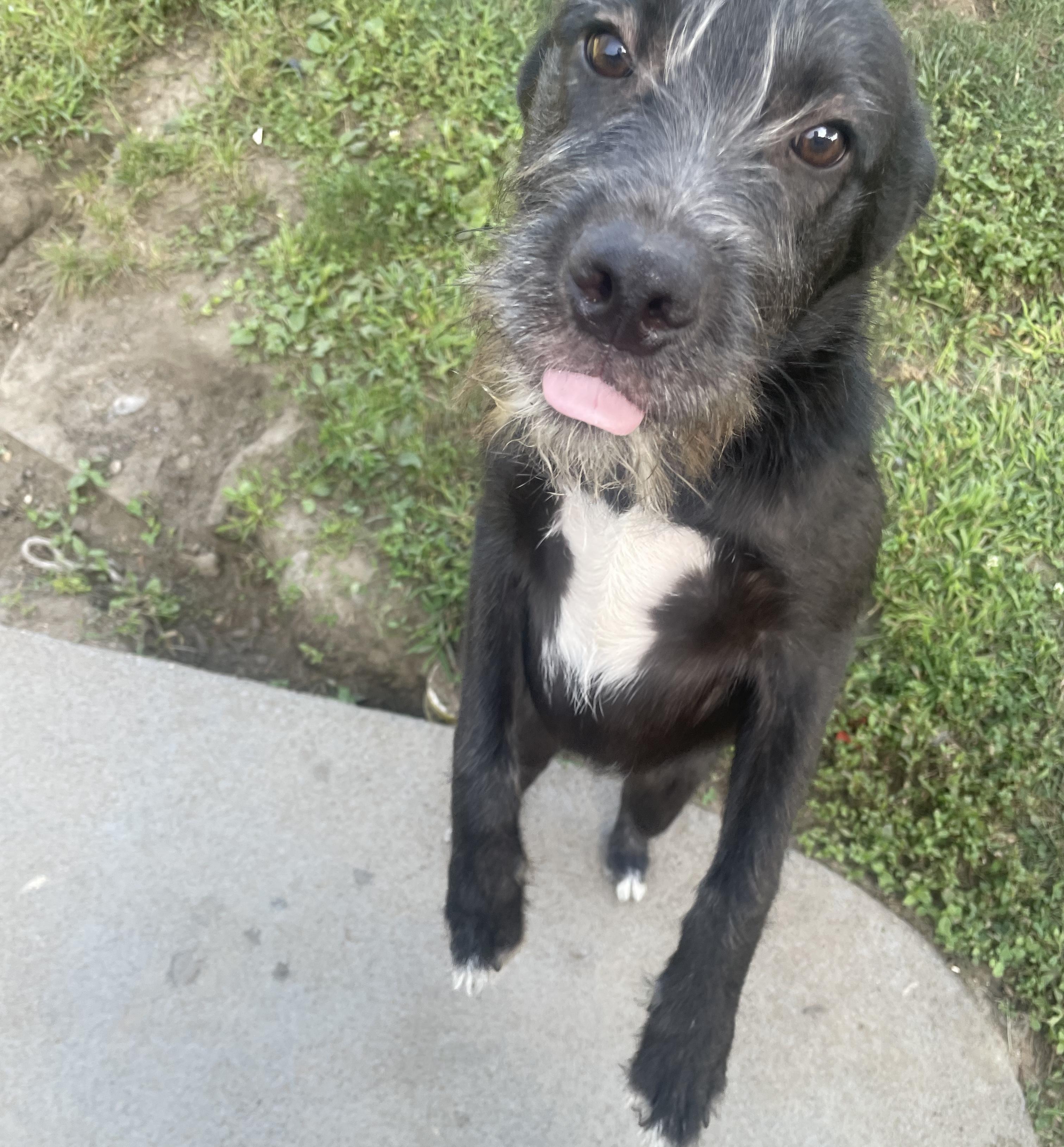 Enlarge Meeko, a Adopted mixed breed in Albany, NY image 1/3