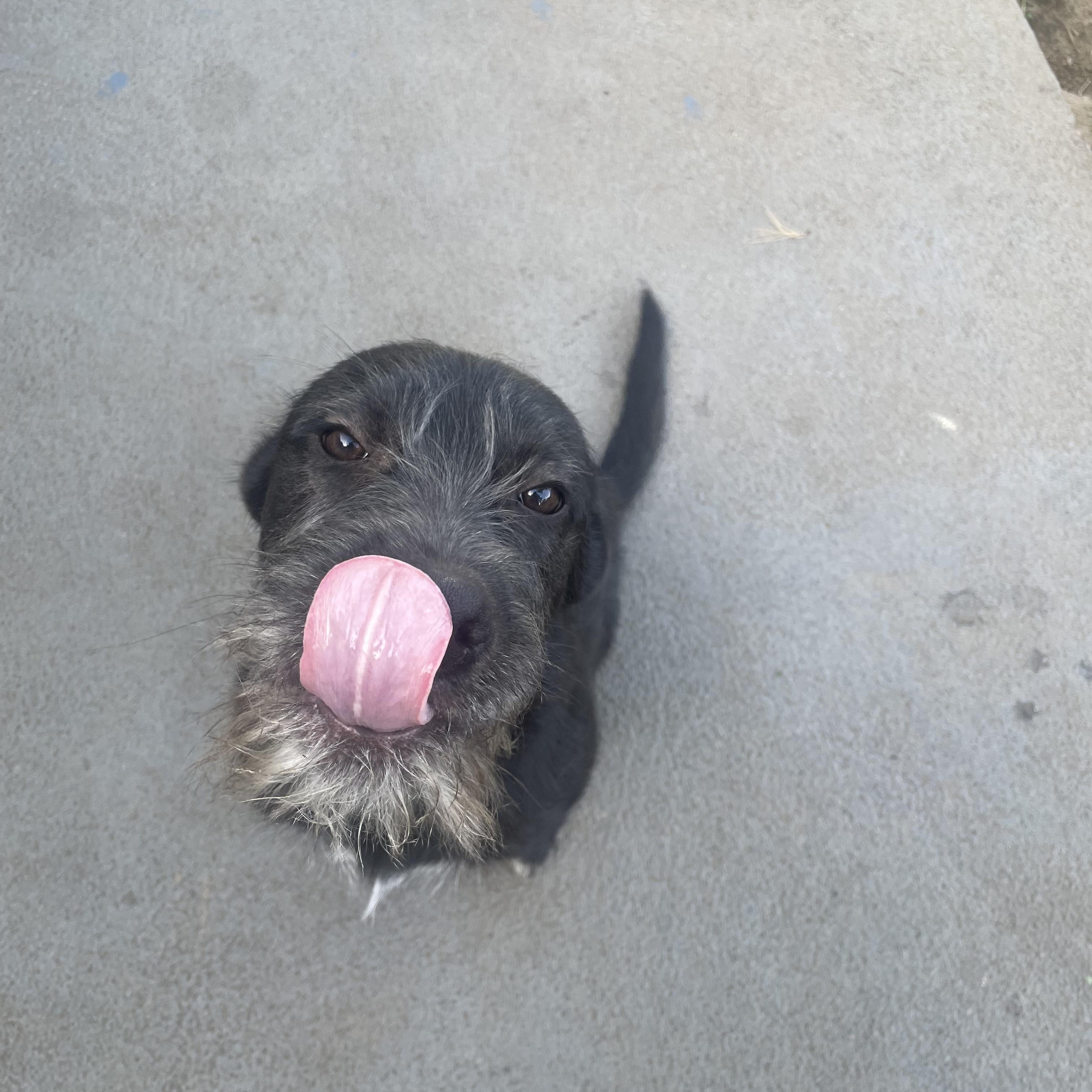 Enlarge Meeko, a Adopted mixed breed in Albany, NY image 2/3