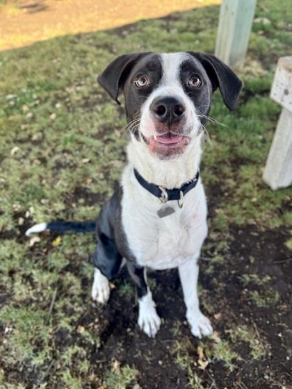 Enlarge River, a ADOPTABLE mixed breed in Roseburg, OR image 1/3