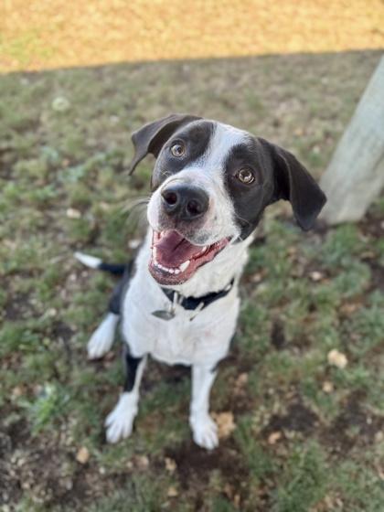 Enlarge River, a ADOPTABLE mixed breed in Roseburg, OR image 3/3