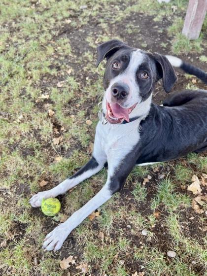 Enlarge River, a ADOPTABLE mixed breed in Roseburg, OR image 2/3