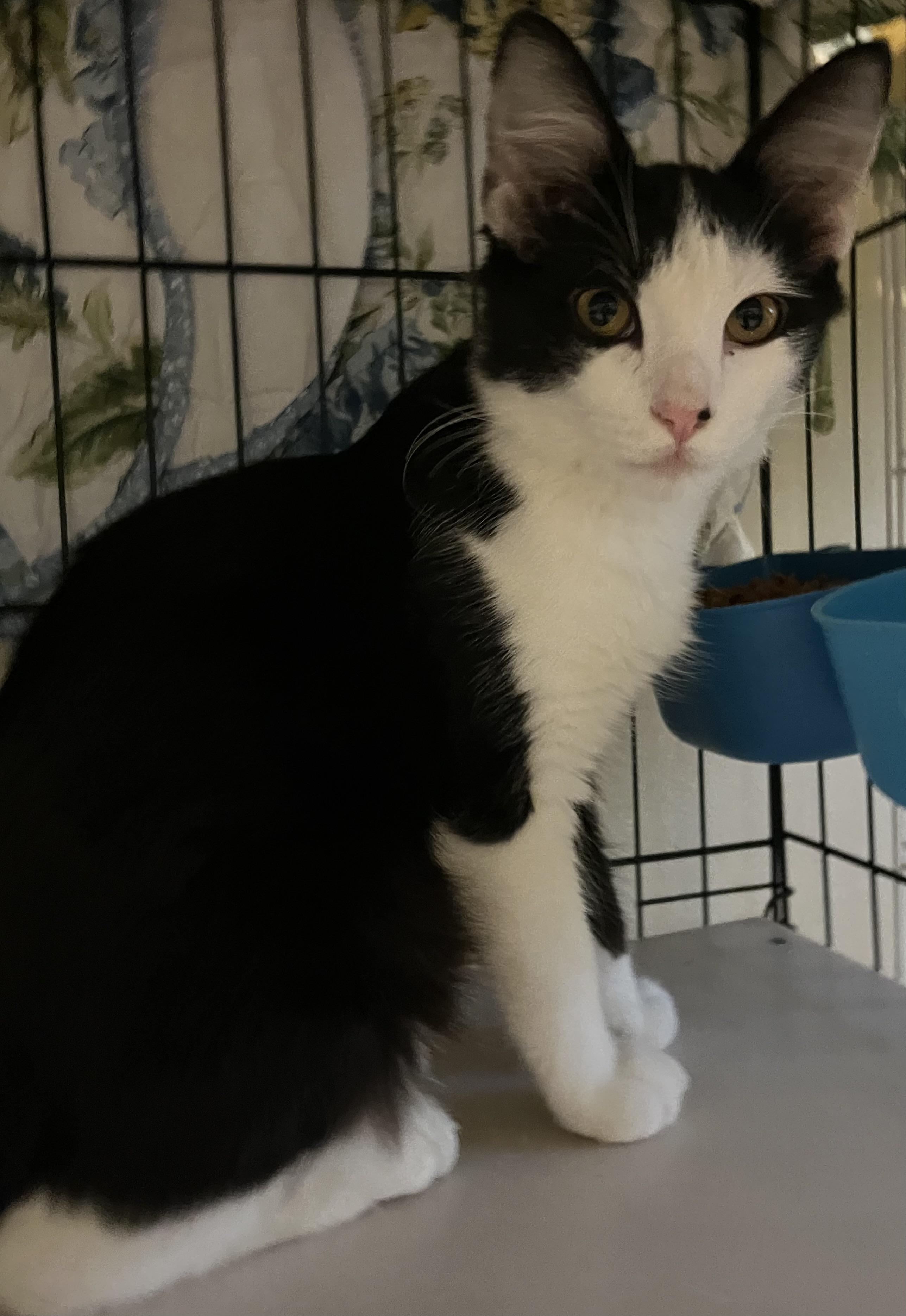August, Adoptable, Kitten Male Domestic Medium Hair.