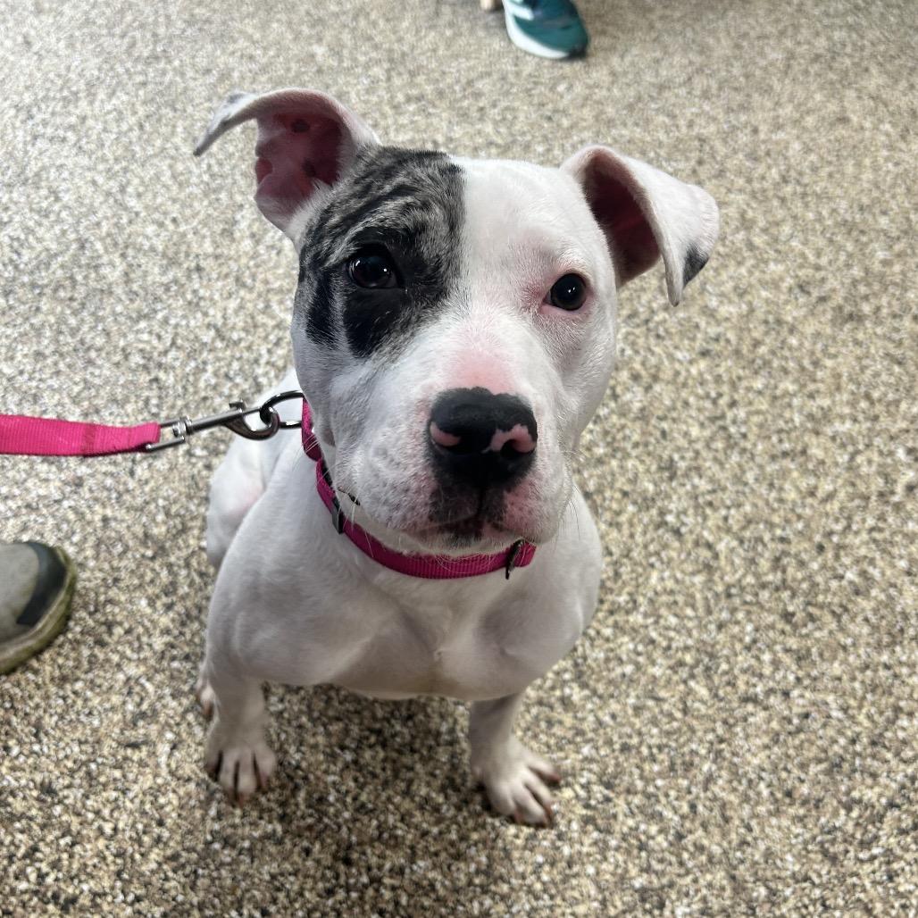 Enlarge Koza, a Adoptable Pit Bull Terrier in Uniontown, PA image 1/5