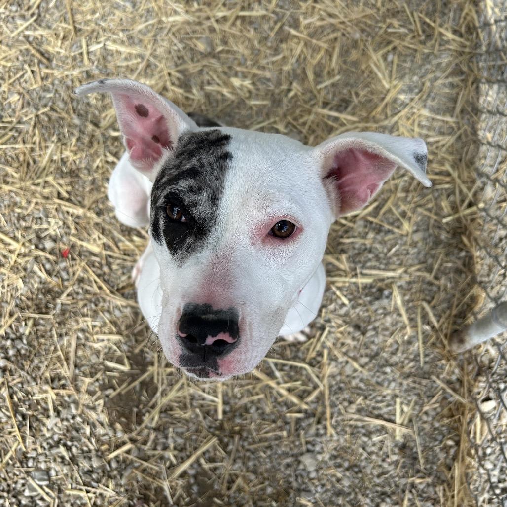 Enlarge Koza, a Adoptable Pit Bull Terrier in Uniontown, PA image 2/5