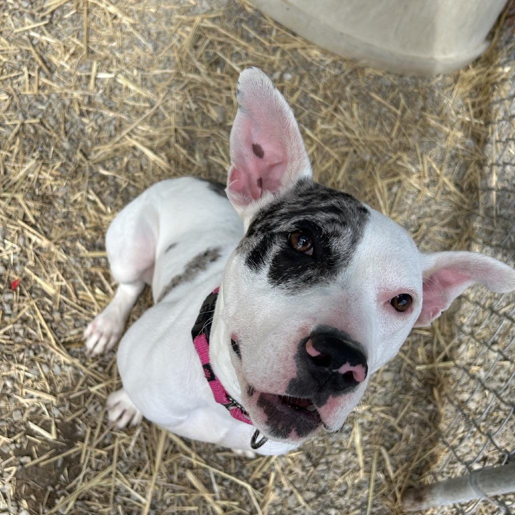 Enlarge Koza, a Adoptable Pit Bull Terrier in Uniontown, PA image 3/5