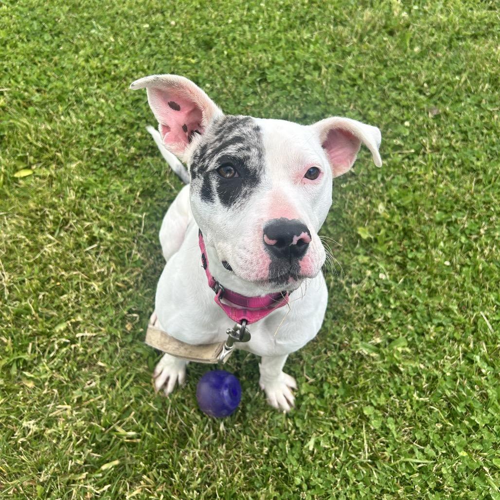 Enlarge Koza, a Adoptable Pit Bull Terrier in Uniontown, PA image 4/5