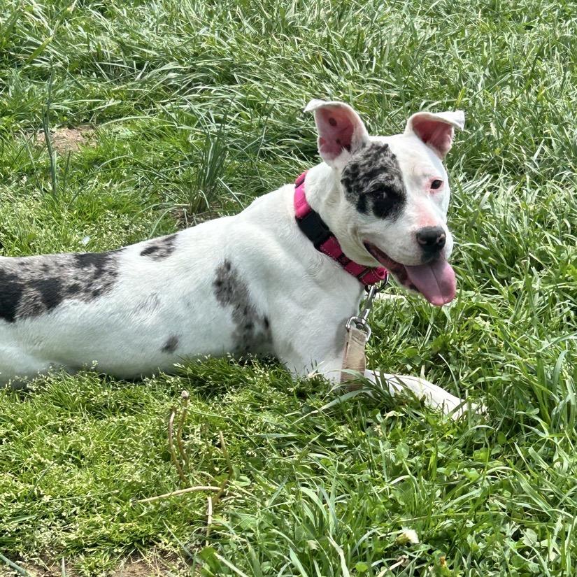Enlarge Koza, a Adoptable Pit Bull Terrier in Uniontown, PA image 5/5