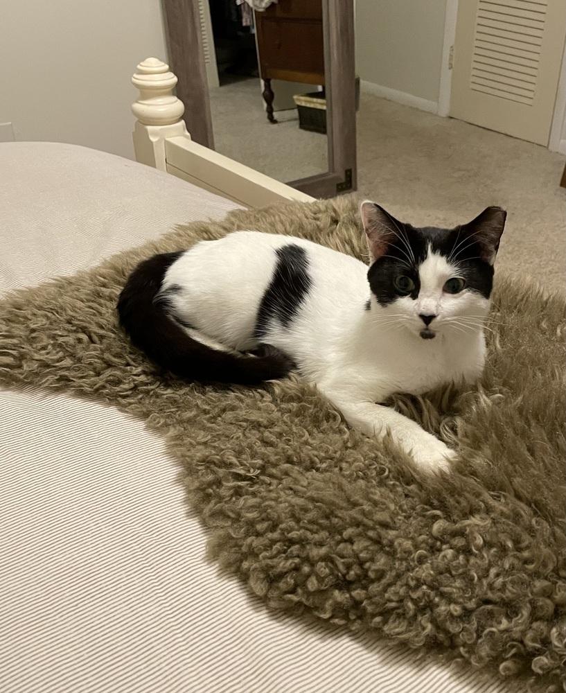 Gwennie, Adoptable, Kitten Female Domestic Short Hair.